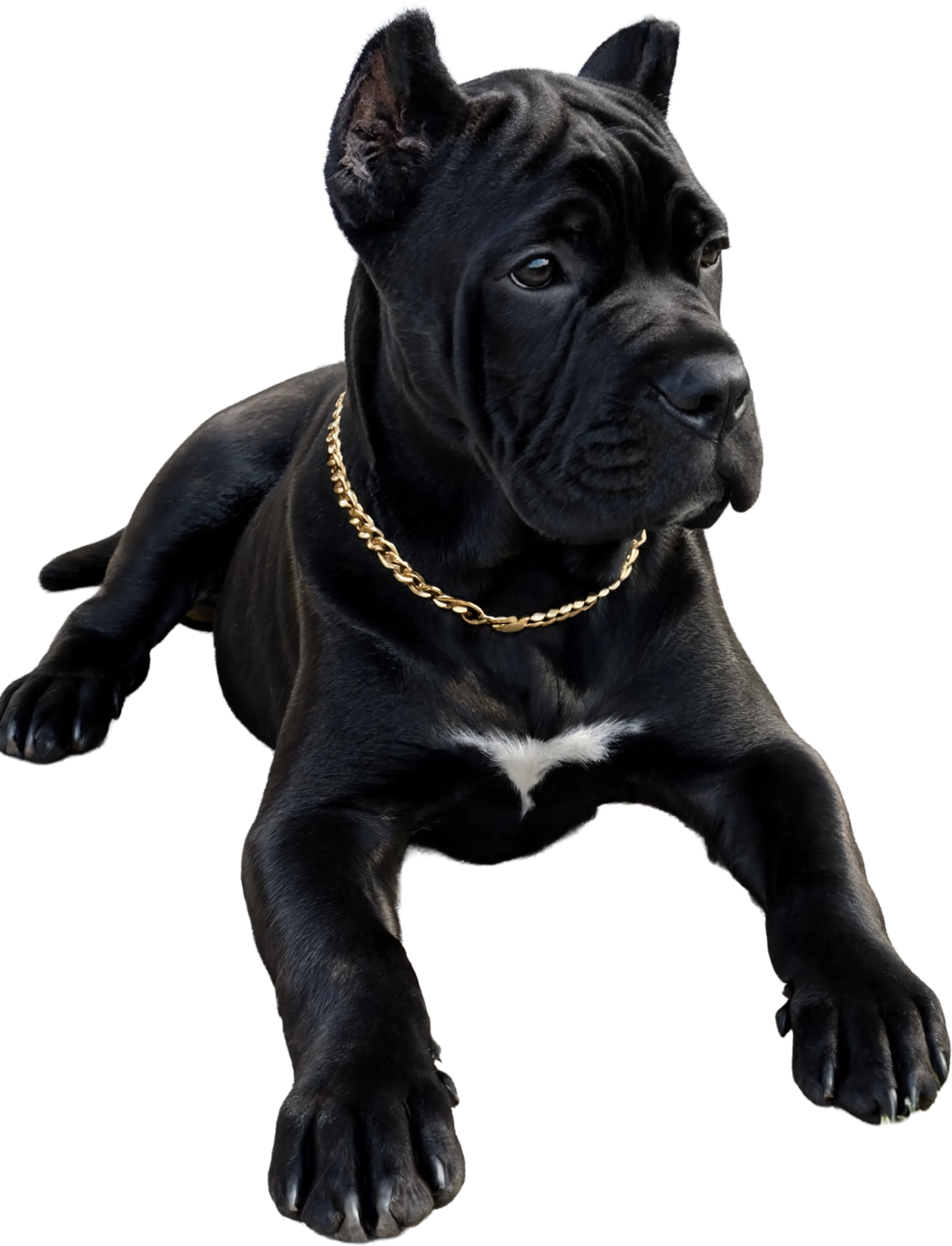 Young black Cane Corso puppy