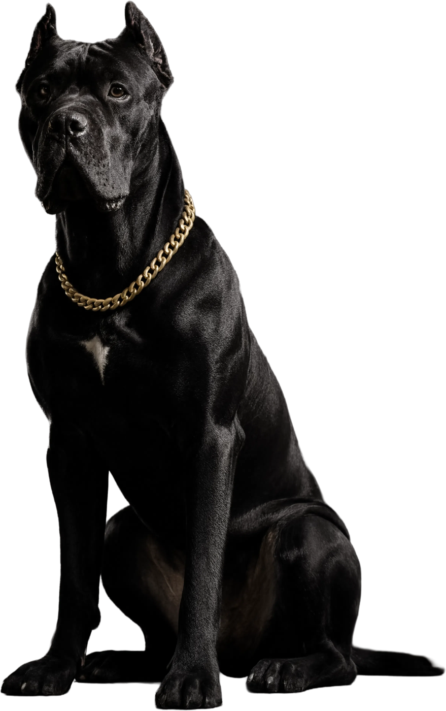 Adolescent black Cane Corso sitting tall